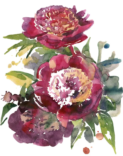 Ilustração Aquarela Flores Peônias Bordovyh — Fotografia de Stock
