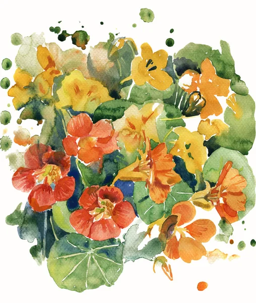 Ilustração Aquarela Flores Nastúrcio Laranja Com Verdes — Fotografia de Stock