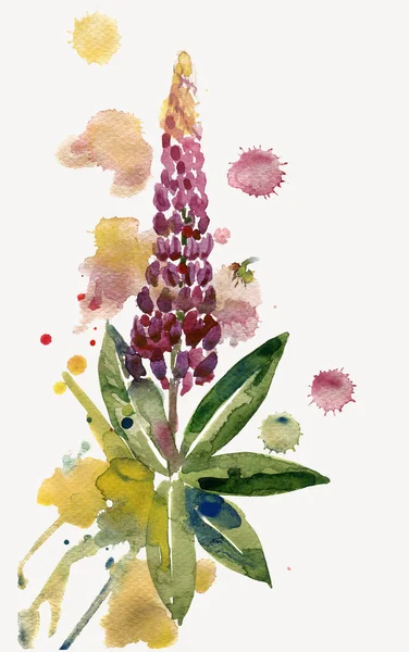 Ilustração Aquarela Flores Tremoço Violeta — Fotografia de Stock