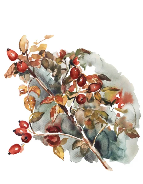 Ilustração Aquarela Quadril Vermelho Arbusto — Fotografia de Stock
