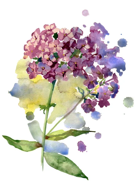 Ilustração Aquarela Flores Flox Lilás — Fotografia de Stock