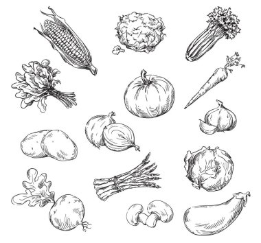 Çeşitli sebzelerin çizim vektör