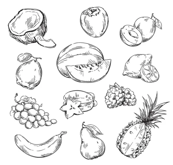 Çeşitli Meyve Çizim Vektör — Stok Vektör