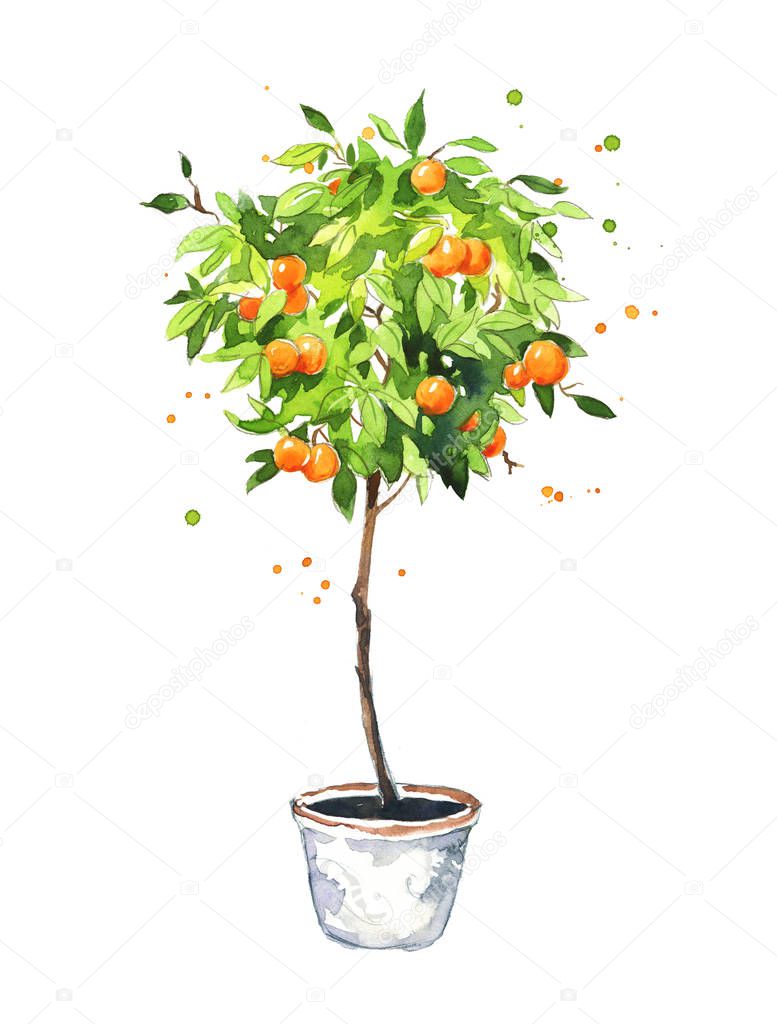 Orange tree, watercolor sketch