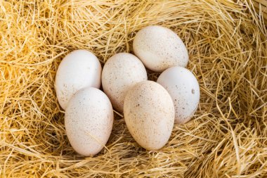 Paskalya yumurta onların saman yuvaya