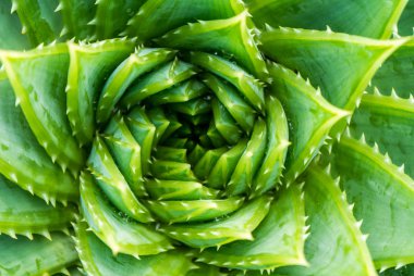 Top View of Spiral Aloe.Aloe polyphylla closeup wiew. clipart