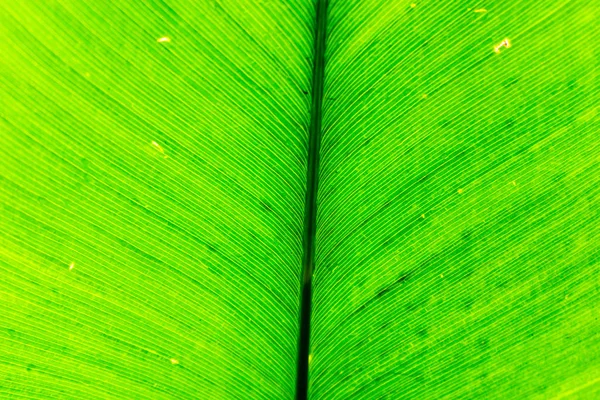 Close up of palm leave in the Palm House at Kew Gardens in London, UK.Palm leaves background . — стоковое фото