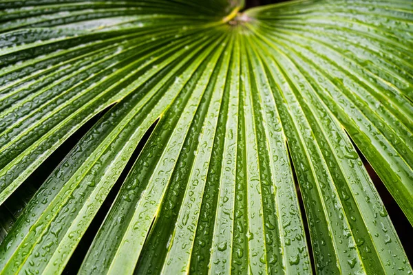Close up of drops of water at palm leave in the Palm House at Kew Gardens in London, UK . — стоковое фото