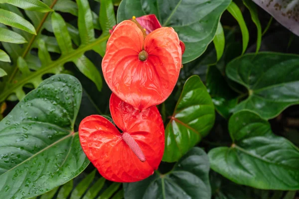 The red, heart-shaped flowers of Anthuriums is really a spathe or a waxy, modified leaf flaring out from the base