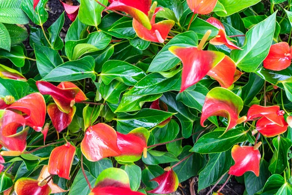 The red, heart-shaped flowers of Anthuriums is really a spathe or a waxy, modified leaf flaring out from the base