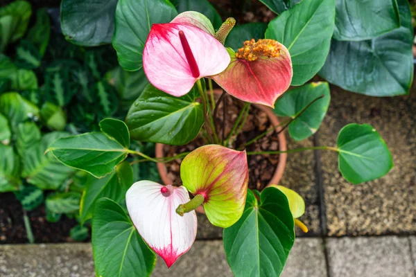 The red, heart-shaped flowers of Anthuriums is really a spathe or a waxy, modified leaf flaring out from the base
