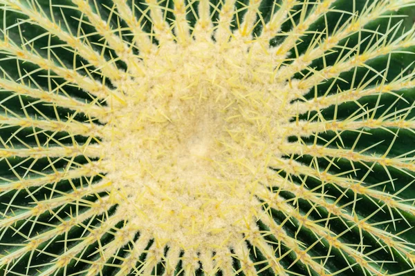 Echinocactus grusonii, popularly known as the golden barrel cactus, golden ball or mother-in-laws cushion.Top view — Stock Photo, Image