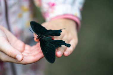 Pembe Gül kelebek Pachliopta kotzebuea Edinburgh Kelebek ve Böcek World.Selected odak.