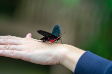 Pembe Gül kelebek Pachliopta kotzebuea Edinburgh Kelebek ve Böcek World.Selected odak.