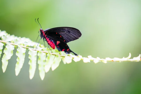 에든버러 나비와 곤충 세계에서 핑크 로즈 나비 Pachliopta kotzebuea.선택 초점. — 스톡 사진