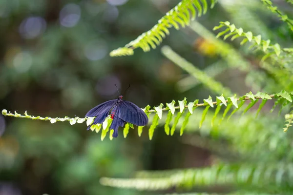 에든버러 나비와 곤충 세계에서 핑크 로즈 나비 Pachliopta kotzebuea.선택 초점. — 스톡 사진