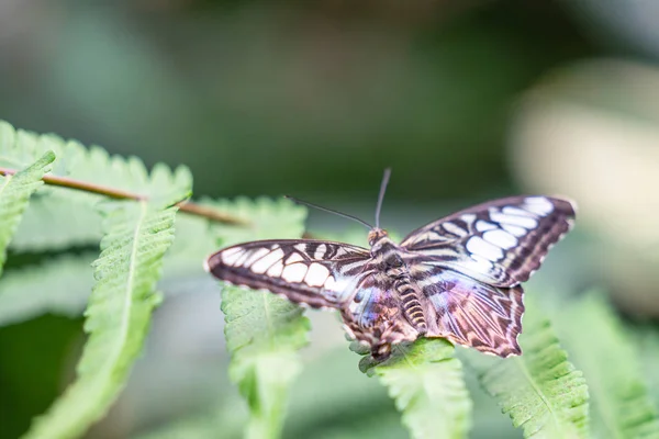 Clipper borboleta, Parthenos sylvia, asas abertas, em repouso na folha — Fotografia de Stock