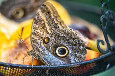 Clipper kelebek, Parthenos sylvia, kanatları açık, bir kelebek besleyici üzerinde dinlenme