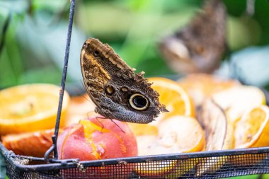 Clipper kelebek, Parthenos sylvia, kanatları açık, bir kelebek besleyici üzerinde dinlenme