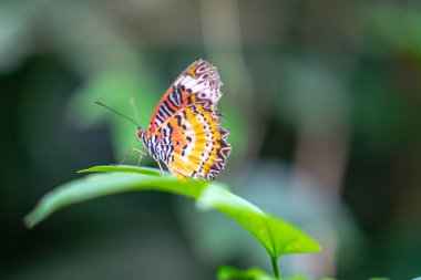 Leopar lacewing kelebek Cethosia cyane , kanatları kapalı, yaprak üzerinde istirahat
