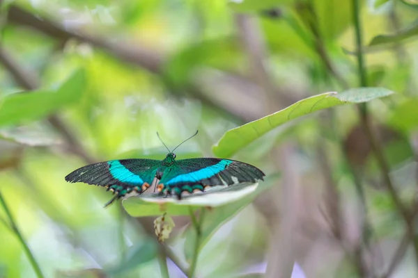 에든버러 나비와 곤충 세계에서 녹색 밴드 제비 꼬리.선택 초점. — 스톡 사진