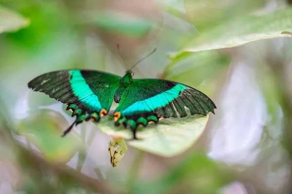 에든버러 나비와 곤충 세계에서 녹색 밴드 제비 꼬리.선택 초점. — 스톡 사진