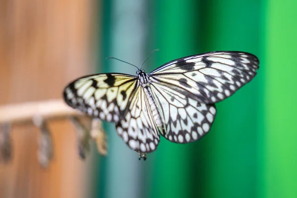 Tree Nymph Butterfly in EDINBURGH BUTTERFLY and INSECT WORLD.selected focus. — 스톡 사진