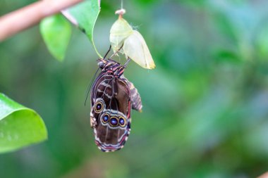 Kozaların yanında kapalı kanat kelebeği, istirahatte