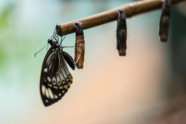 누에고치 근처의 닫힌 날개 나비, 휴식 — 스톡 사진
