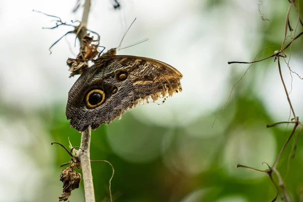 에든버러 나비와 곤충 세계에서 열대 다채로운 나비.선택 초점 — 스톡 사진
