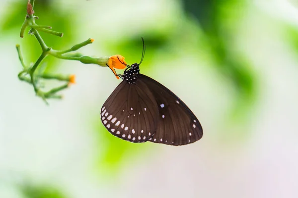 에든버러 나비와 곤충 세계에서 열대 다채로운 나비.선택 초점 — 스톡 사진