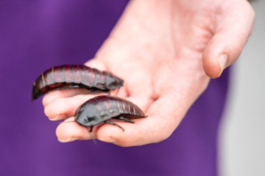 Gromphadorhina, Gromphadorhinini kabilesindeki birkaç hamamböceğinden biridir. Hamamböceği tıslaması olarak bilinen birkaç cinsten biridir ve evcil hayvan ticaretinde yaygındır..