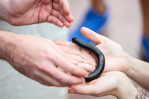 Devasa Afrika kırkayağı, Archispirostreptus gigas hazır.