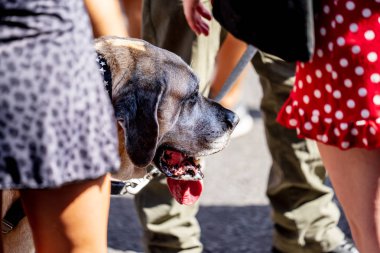 Londra, İngiltere ,25 Ağustos 2019.Notting Hill Karnavalı başkentsokaklarında ki kalabalığın arasına karışArak tüm hızıyla devam ederken, Karayipler rengi Londra'nın batısına geliyor
