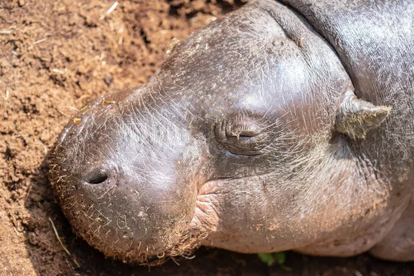 Pygmy Hippopotamus, Choeropsis liberiensis eller Hexaprotodon liberiensis är en liten hippopotamid som är infödd till skogarna och träskmarkerna i Västafrika, Liberia, Sierra Leone, Guinea, Elfenbenskusten — Stockfoto