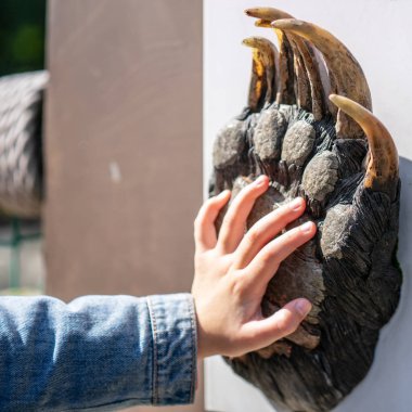 Küçük kız elini ayı pençesine benzetir. Seçili odak