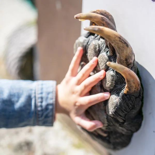 Küçük kız elini ayı pençesine benzetir. Seçili odak
