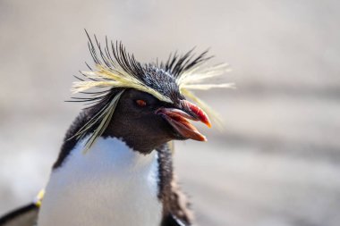 Northern rockhopper penguin, Moseleys rockhopper penguin, or Moseleys penguin clipart