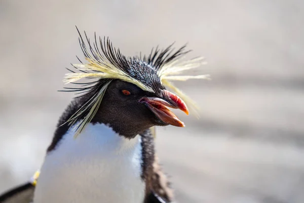 Severní rockhopper tučňák, Moseleys rockhopper tučňák, nebo Moseleys tučňák — Stock fotografie