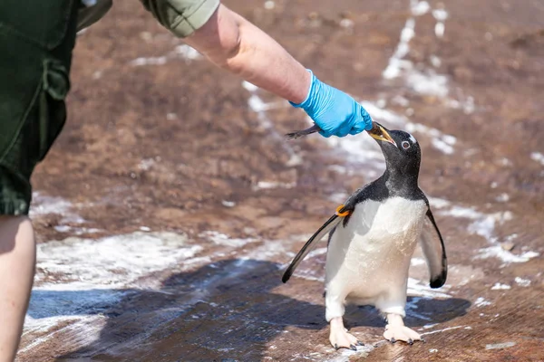 La femme nourrit les pingouins Pygoscelis papua est une espèce de pingouin du genre Pygoscelis. — Photo
