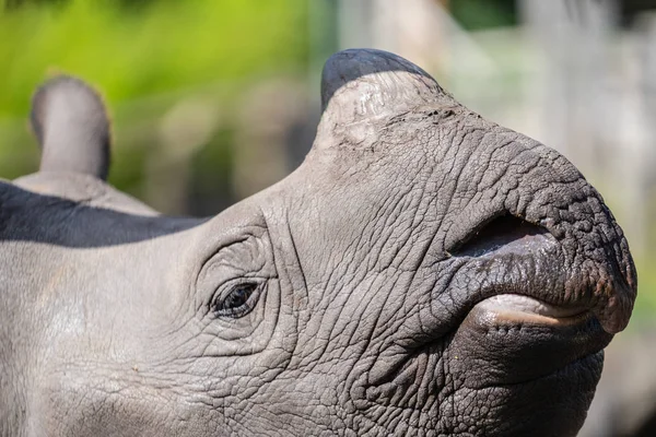 Il rinoceronte maggiore con una corna, rinoceronte indiano è la più grande delle specie di rinoceronte — Foto Stock