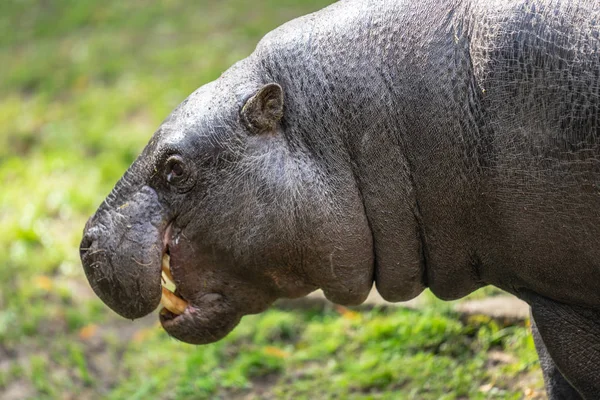 Pygmy Hippopotamus, Choeropsis liberiensis eller Hexaprotodon liberiensis är en liten hippopotamid som är infödd till skogarna och träskmarkerna i Västafrika, Liberia, Sierra Leone, Guinea, Elfenbenskusten — Stockfoto