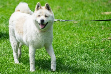 Bir kurşun üzerinde güzel beyaz köpek. Yumuşak odaklama