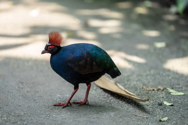 The crested partridge, Rollulus rouloul, also known as the crested wood partridge, roul-roul, red-crowned wood partridge, green wood quail or green wood partridge — Stock Photo, Image