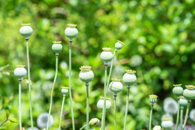 Papaver somniferum, Papaveraceae familyasından bir gelincik türü.