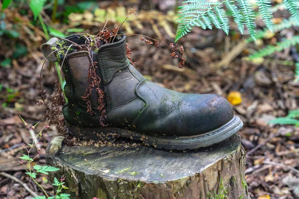 Shoe garden planter made of old work boot.Growing Plants In Shoe — Stock Photo, Image