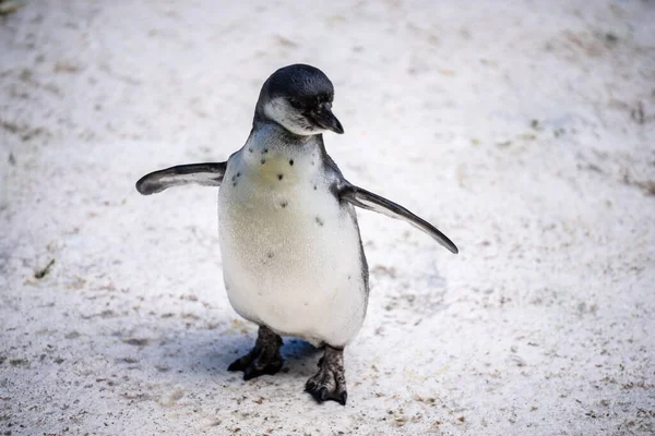 Humboldt pingouin alias Spheniscus humboldti est un pingouin sud-américain vivant principalement dans la réserve nationale de Pinguino de Humbold au nord du Chili. — Photo