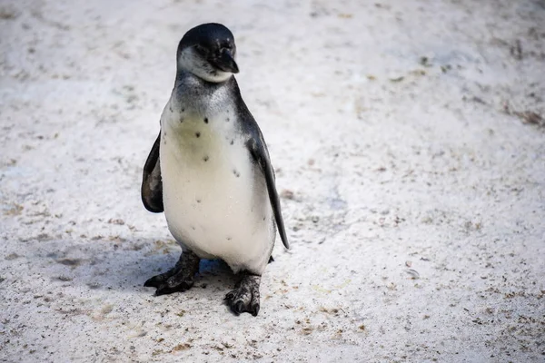 Humboldt pingouin alias Spheniscus humboldti est un pingouin sud-américain vivant principalement dans la réserve nationale de Pinguino de Humbold au nord du Chili. — Photo