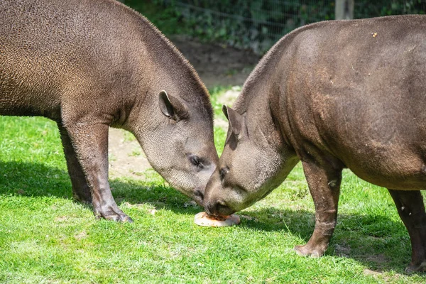 Sydamerikansk tapir, Tapirus terrestris, även kallad Brasiliansk tapir, Amazonas tapir, maned tapir, Lowland tapir — Stockfoto