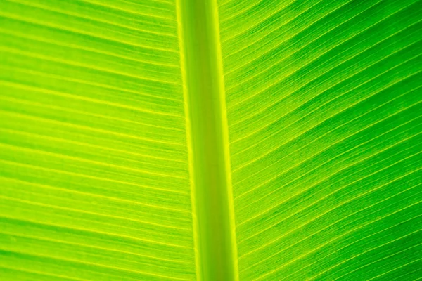Закрыть фоном листья пальмы. — стоковое фото